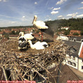 12_35-nest.jpg