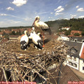 12_40-nest.jpg
