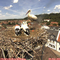 12_45-nest.jpg