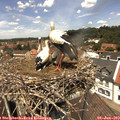 12_50-nest.jpg