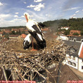 12_55-nest.jpg