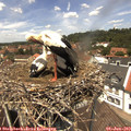 13_00-nest.jpg