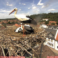 13_05-nest.jpg