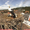 13_10-nest.jpg