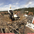 13_15-nest.jpg