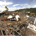13_30-nest.jpg