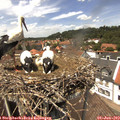 13_35-nest.jpg