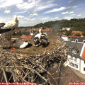13_40-nest.jpg