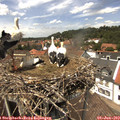 13_45-nest.jpg