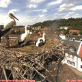 13_50-nest.jpg