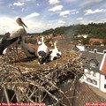 13_55-nest.jpg