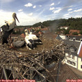 14_00-nest.jpg