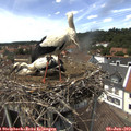 14_05-nest.jpg