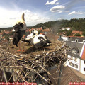 14_10-nest.jpg