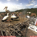 14_20-nest.jpg