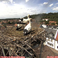 14_25-nest.jpg