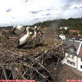 14_45-nest.jpg