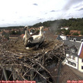 14_50-nest.jpg