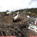 14_55-nest.jpg