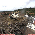 15_00-nest.jpg