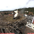 15_05-nest.jpg