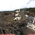 15_10-nest.jpg