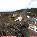 15_15-nest.jpg