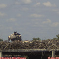 15_20-mast.jpg