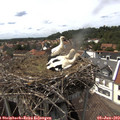 15_20-nest.jpg