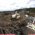 15_25-nest.jpg