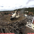 15_30-nest.jpg