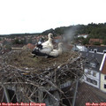 15_35-nest.jpg