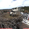 15_40-nest.jpg