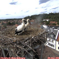 15_45-nest.jpg