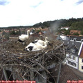 15_50-nest.jpg