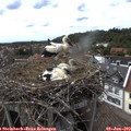 15_55-nest.jpg