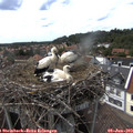 16_00-nest.jpg