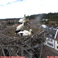 16_05-nest.jpg