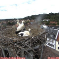 16_10-nest.jpg
