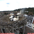 16_15-nest.jpg