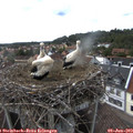 16_20-nest.jpg