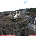 16_25-nest.jpg