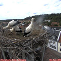 16_30-nest.jpg