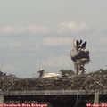 16_35-mast.jpg