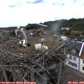16_35-nest.jpg