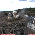 16_40-nest.jpg