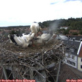 16_45-nest.jpg
