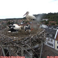 16_50-nest.jpg