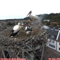 16_55-nest.jpg