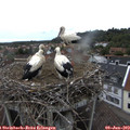 17_00-nest.jpg